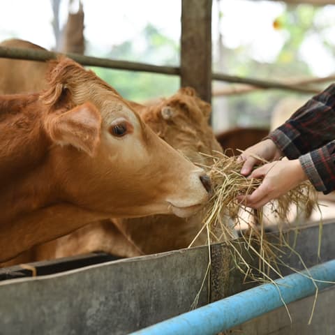 Primer pla de mans oferint fenc a una vaca marró que menja d'un abeurador.